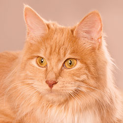 Bobtail Americano Laranja Bobtail Americano Imagens Download Bobtail Americano Laranja Bobtail Americano Imagens Download