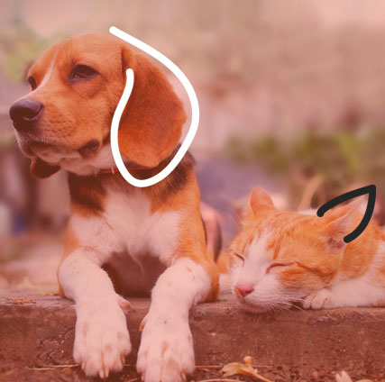 O gatinho chegou: como cuidar do filhote - Petblog