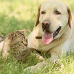 Boca seca em cães e gatos