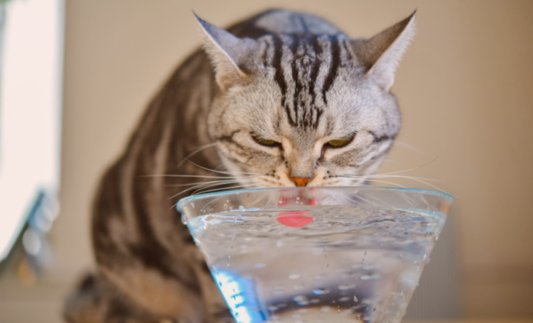 como manter seu gato hidratado no verão 01