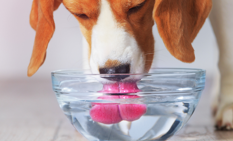 Desidratação em cães: sintomas, causas e tratamentos