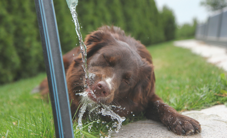 como manter seu cão hidratado no verão