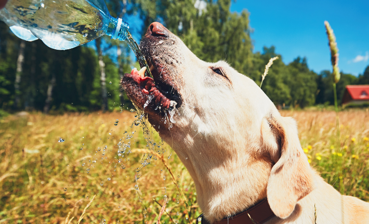 como manter seu cão hidratado no verão